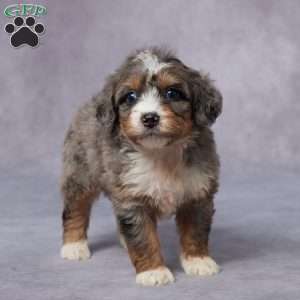 Cali, Mini Bernedoodle Puppy